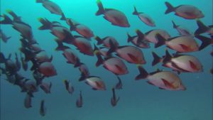 Humpback Snappers - Sodwana Bay, South Africa