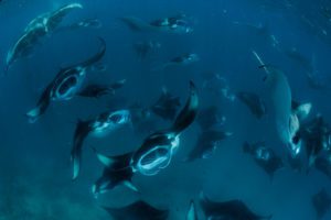 Manta Rays - Yap