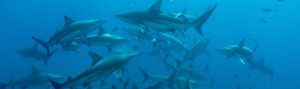 Oceanic Blacktip Sharks - Aliwal Shoal, South Africa