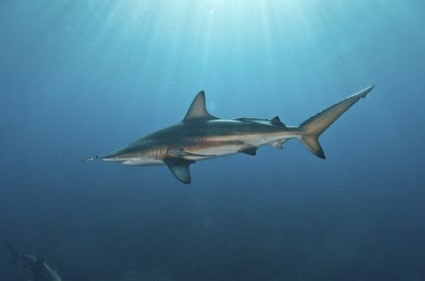 Oceanic Blacktip Shark - Aliwal Shoal, South Africa