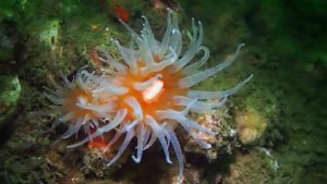 Red Cup Coral