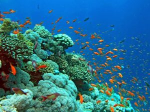 Coral Reef - Redang Island, Malaysia