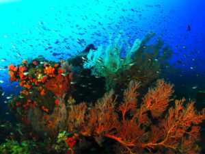 Coral Reef - Redang Island, Malaysia