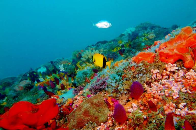 Coral Reef - Port Elizabeth, South Africa