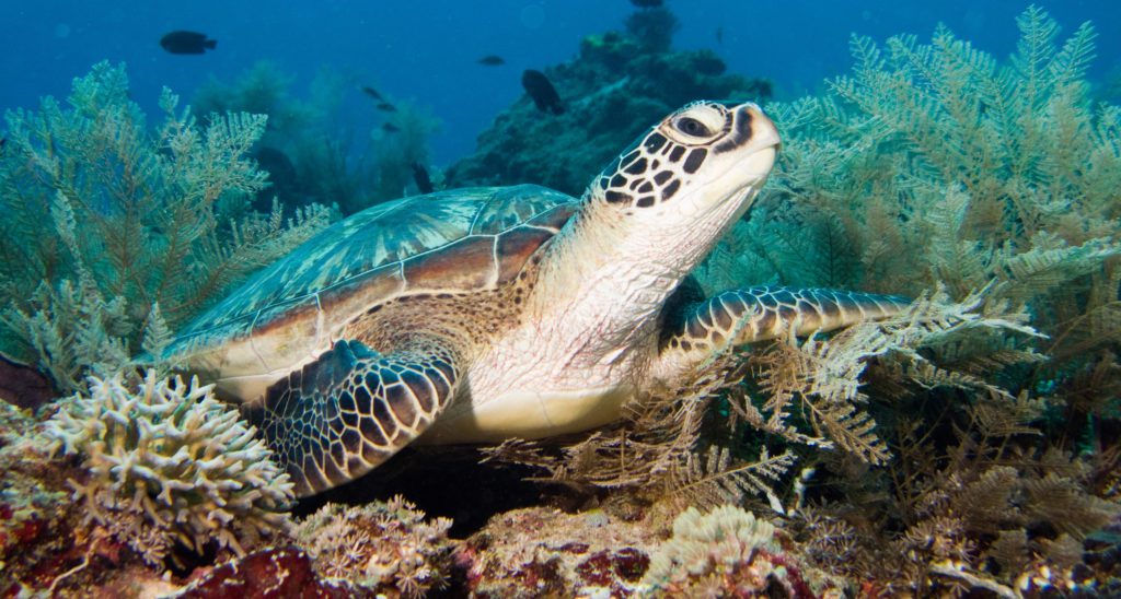 Green Turtle - Gili Islands, Indonesia