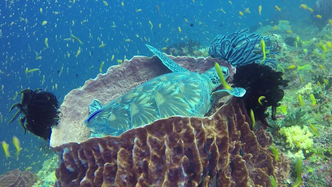 Andaman Islands - Green Turtle in a Barrel Sponge