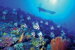 Bannerfish - Rarotonga Island, Cook Islands