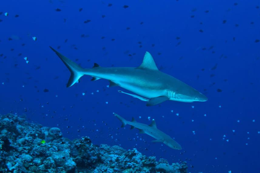 Blue Corner Sharks - Palau, Micronesia