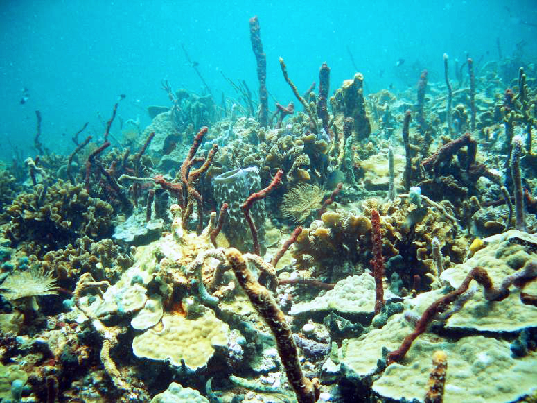 Caribbean Reef - Bocas Del Toro, Panama