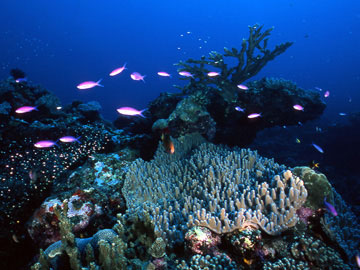 Coral Reef - Kosrae, Micronesia
