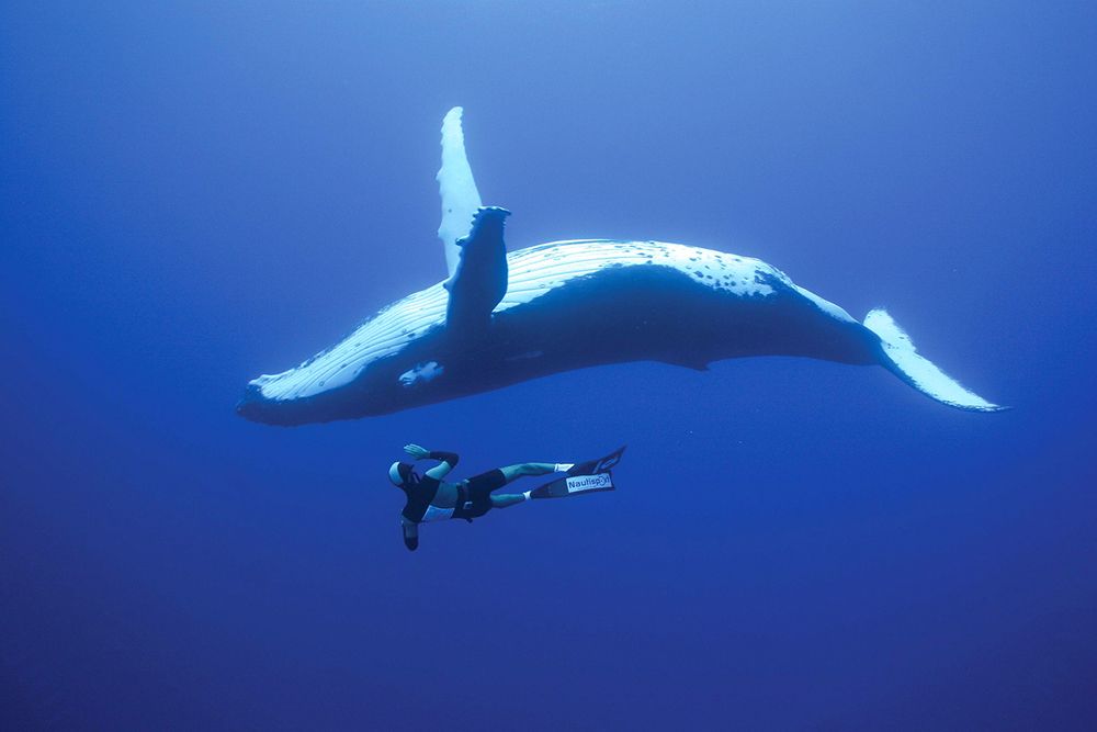 Humpback Whale - Tonga