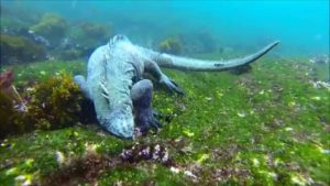 Marine Iguana - Galapagos Islands