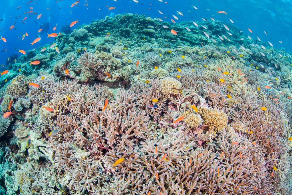 Kerama Islands Reef - Okinawa