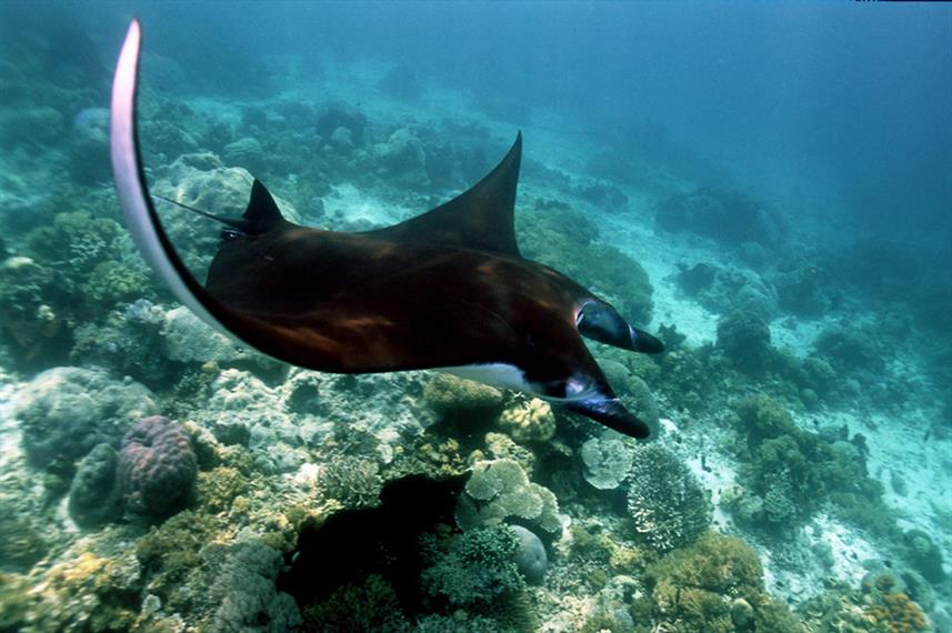 Manta Ray - Raja Ampat, Indonesia