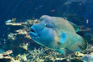 Maori Wrasse - Cook Islands Scuba Diving