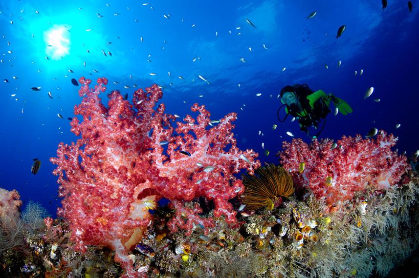 Papua New Guinea - Soft Corals