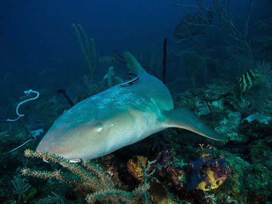 Tawny Nurse Shark - Cuba