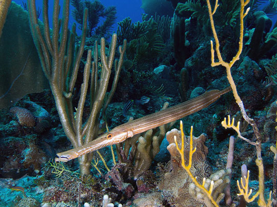 Trumpetfish - Jardines de la Reina, Cuba