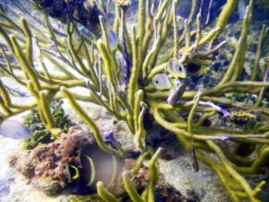 Bocas Del Toro, Panama Reef