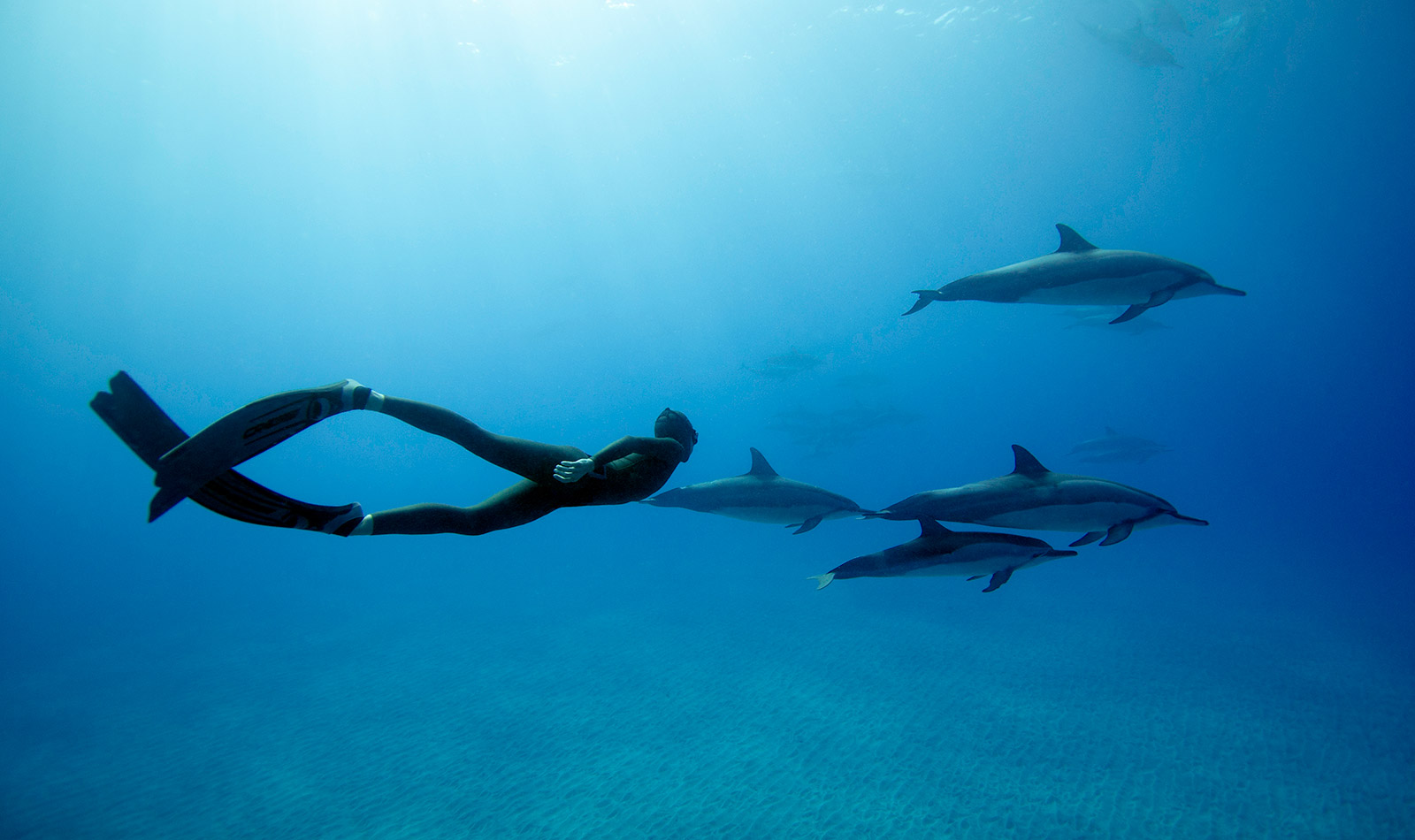 Freediver With Dolphins