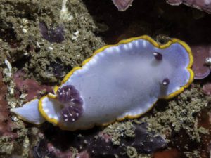 Nudibranch - Sagres, Portugal