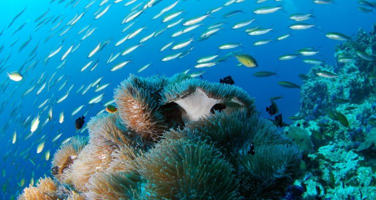 Chios Island Reef - Greece