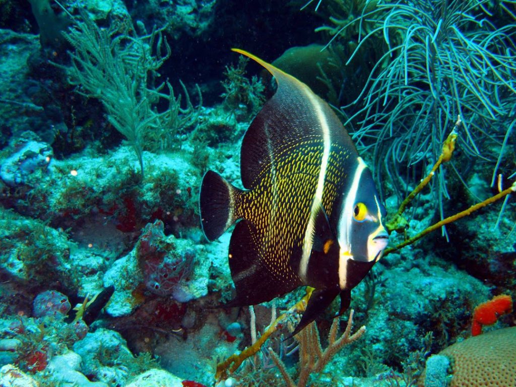 French Angelfish - Anguilla