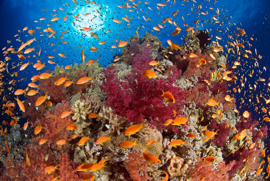 Anthias on the Reef - Marsa Alam, Egypt