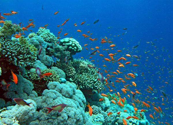 Coral Reef - Aqaba, Jordan