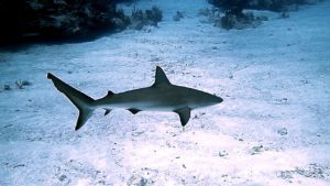 Caribbean Reef Shark - Antigua and Barbuda