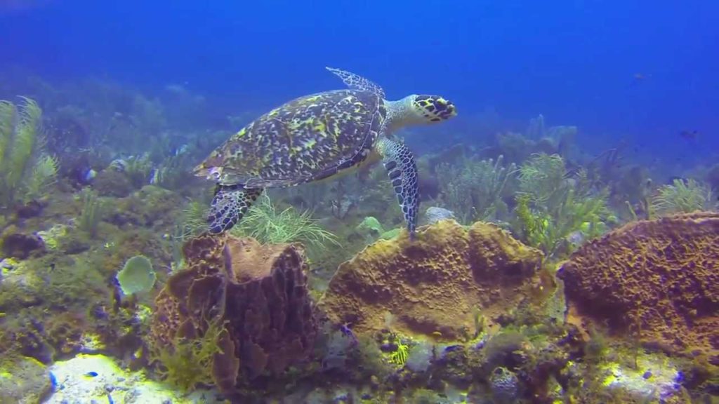 Hawksbill Turtle - Antigua and Barbuda