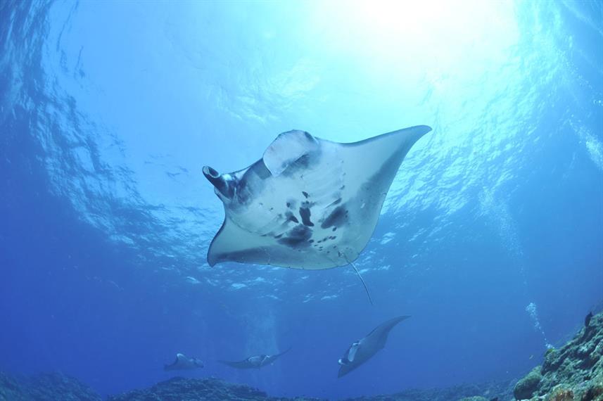 Manta Ray - Gulf of Oman