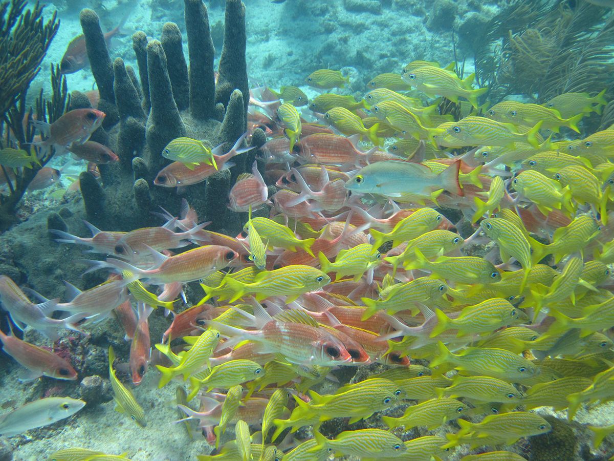 Grunts, Squirrelfish, & Snappers - Providencia, Colombia