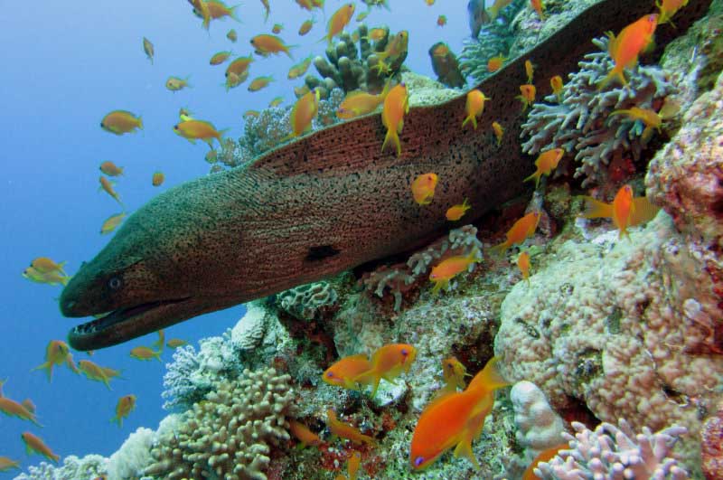 Moray Eel - Jeddah, Saudi Arabia