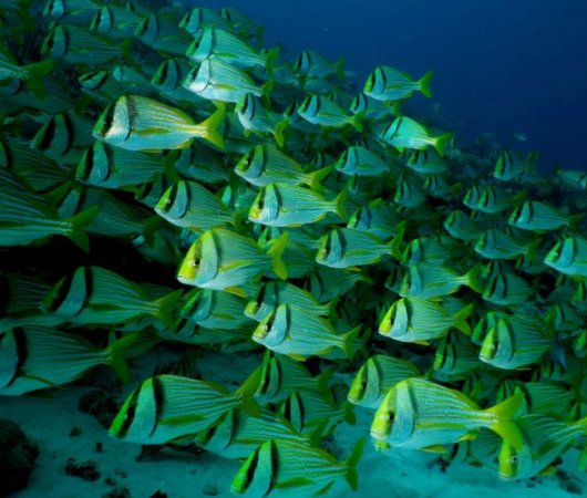 Porkfish - Puerto Vallarta, Mexico