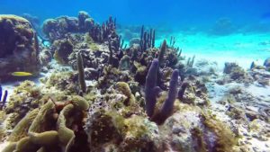 Coral Reef - San Andrés, Colombia
