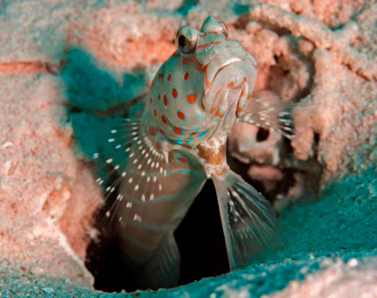 Spotted Shrimp Goby - Sharm el Sheikh, Egypt