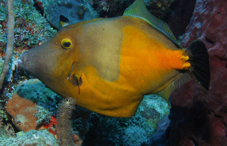 Triggerfish - Guadaloupe