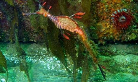 Weedy Sea Dragon - Tasmania