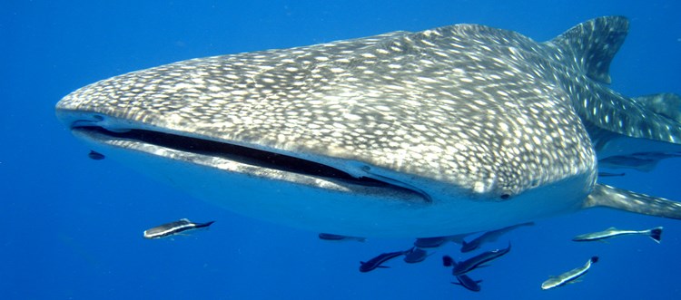 Whale Shark - Koh Prins, Cambodia