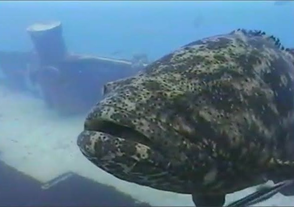 Goliath Grouper and Cayman Salvage Master Wreck - Key West, Florida