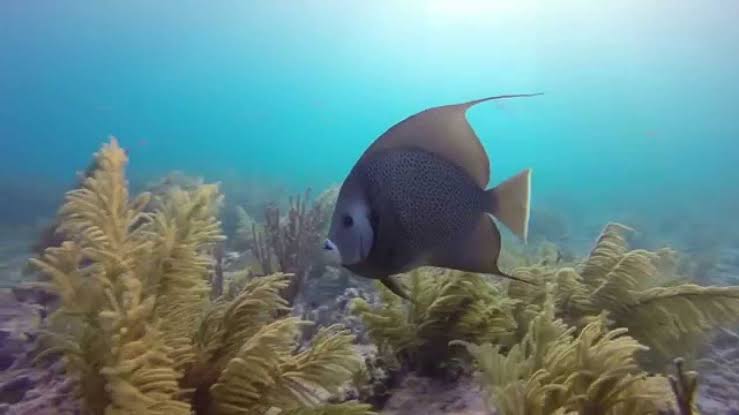 French Angelfish - Marathon, Florida Keys