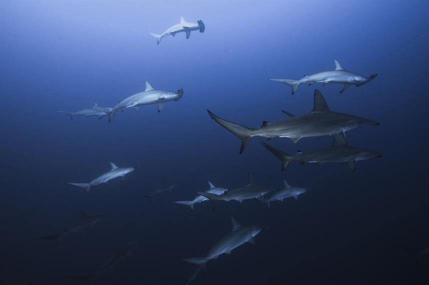 Hammerhead Sharks - Cabo San Lucas, Mexico