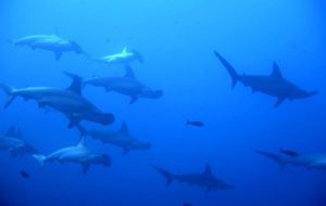 Hammerhead Sharks - Socorro Islands Liveaboard Diving