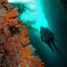 Lofoten Reef