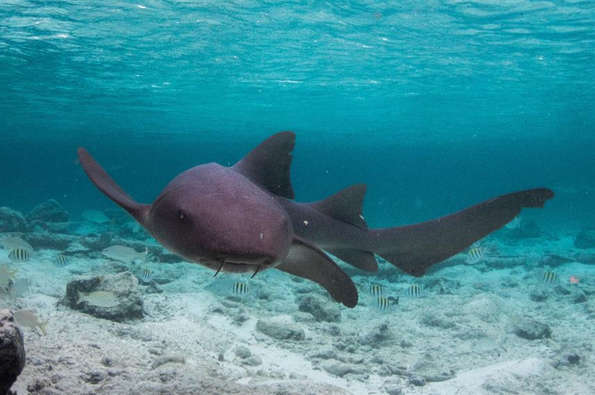 Nurse Shark - Bahamas