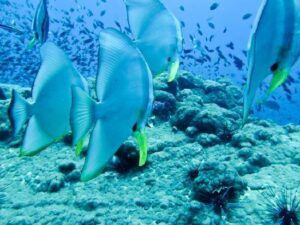 Chumphon Pinnacle Batfish - Chumphon, Thailand
