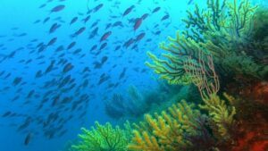 Coral Reef Scene - Costa Brava, Spain