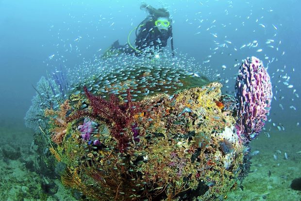 Glassfish & Diver Over Reef