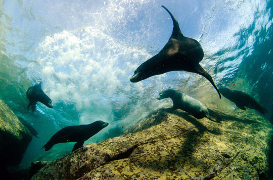 Sea Lions - Loreto, Sea of Cortez, Mexico